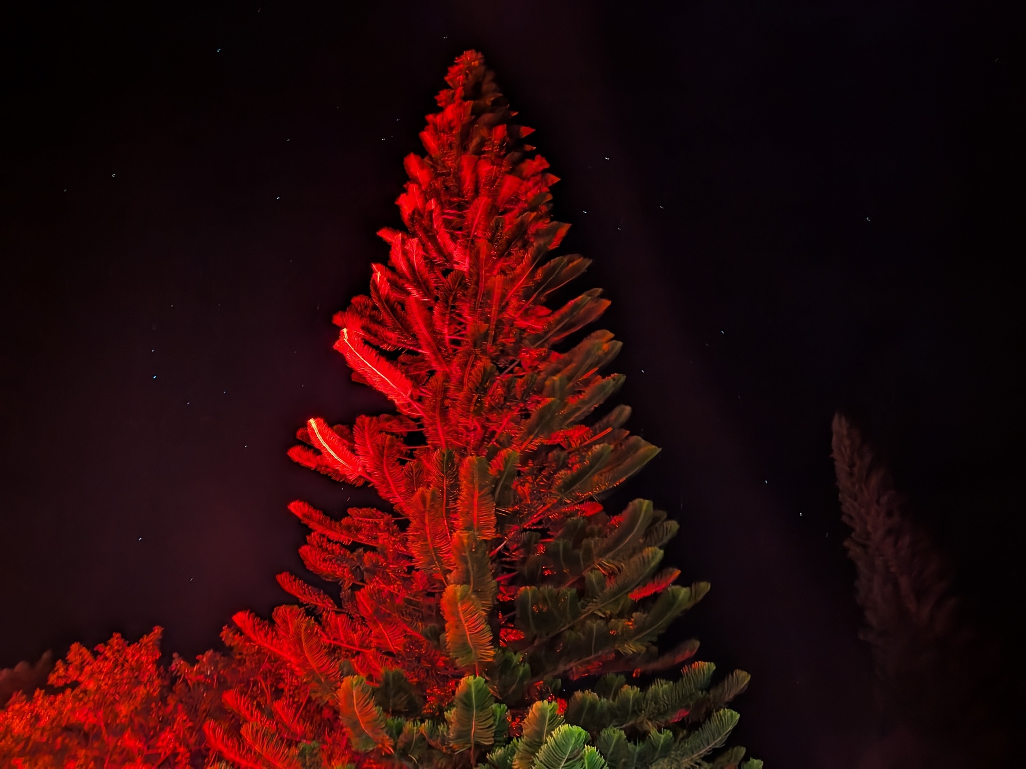 Tree lit by red light shot by Pixel 10 Pro