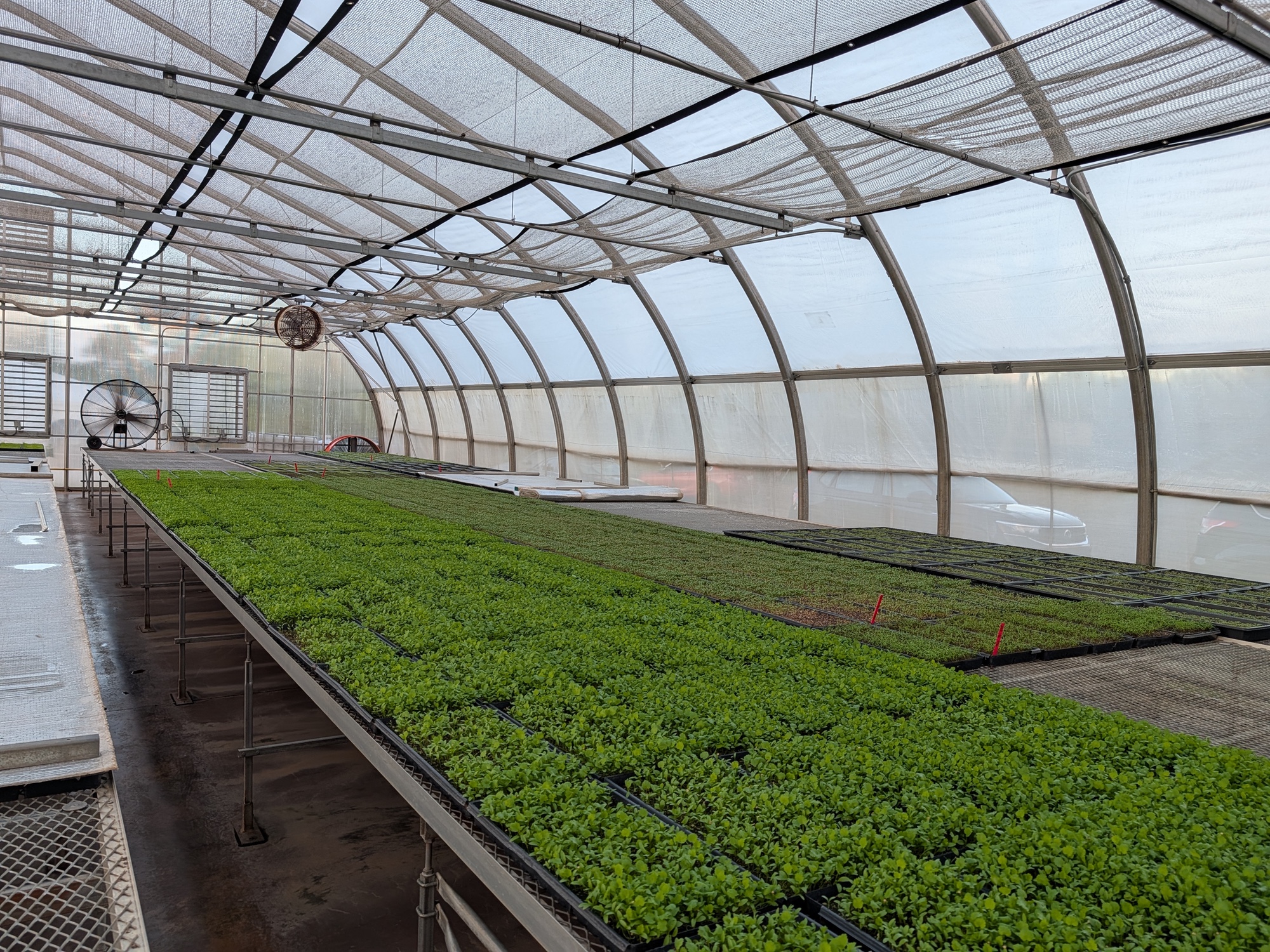 Greenhouse shot by Pixel 10 Pro