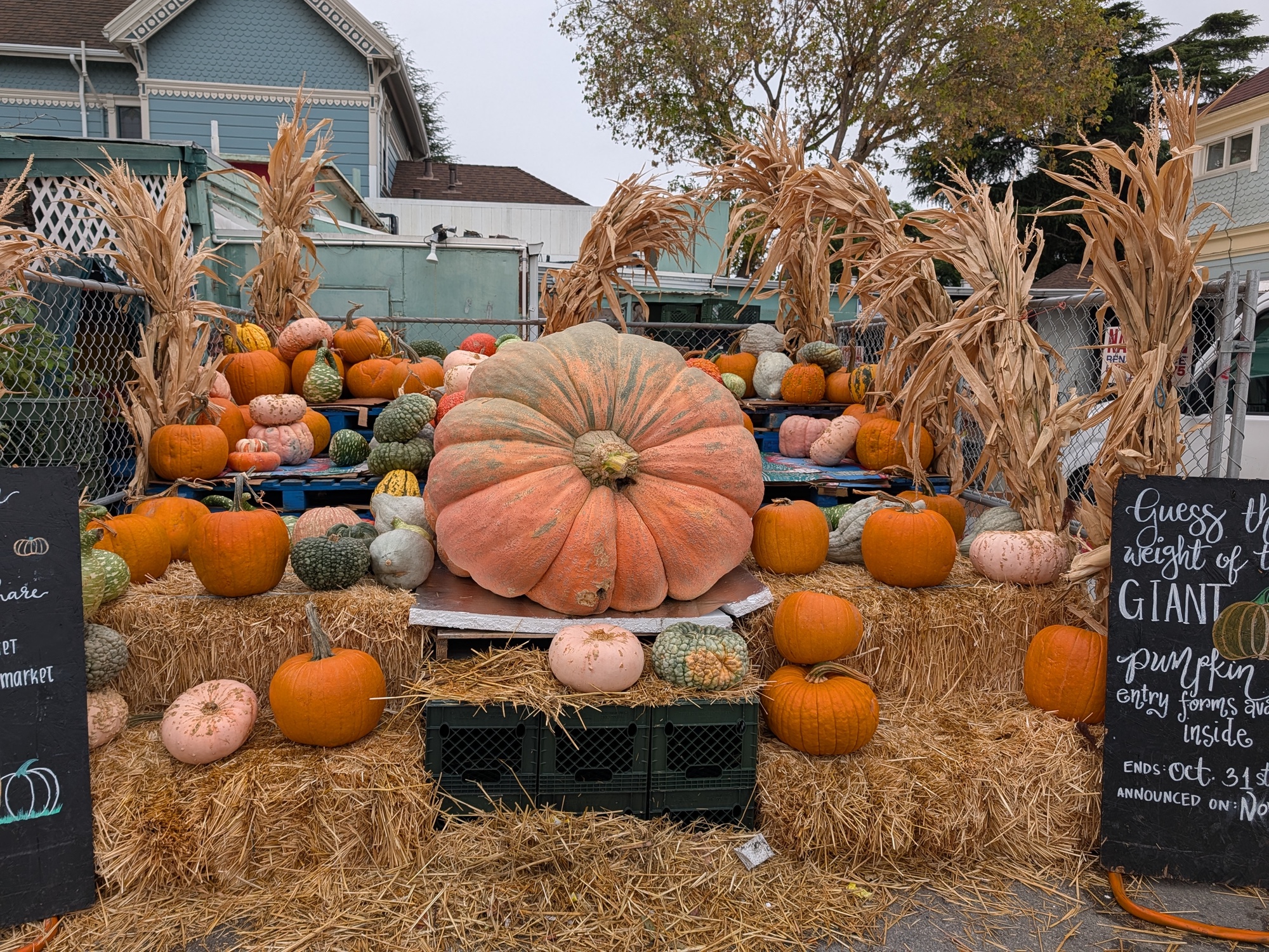 Pumpkin patch shot by Pixel 10 Pro