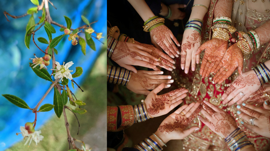 close up of branch of the henna tree on the left, and on the right an aerial shot of the hands of members of a bridal party decorated with traditional henna patterns called mehndi