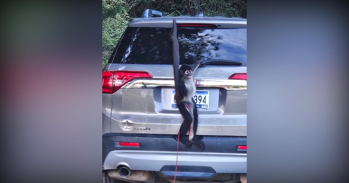 Escaped monkey caught in SC with a cup of coffee – WSOC TV