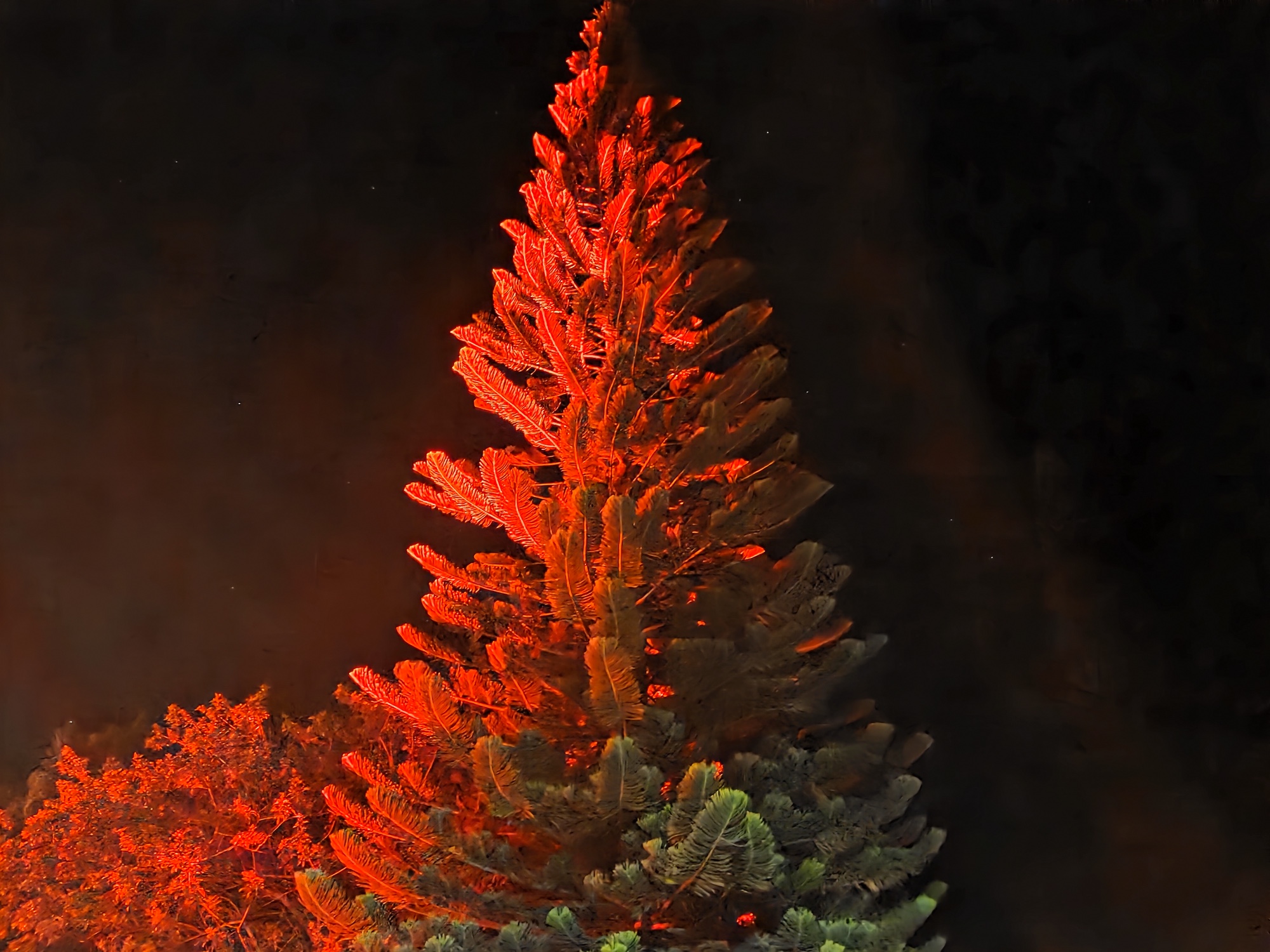 Tree lit by red light shot by Galaxy S25 Plus