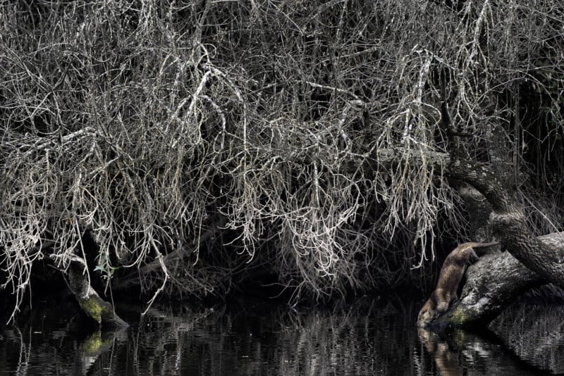 A large animal climbs down a slanted tree trunk over a dark, reflective body of water, surrounded by dense, tangled, leafless branches.