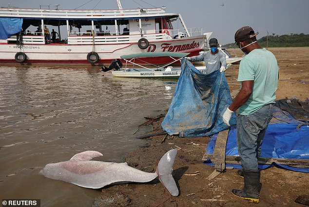 Pink dolphins and tucuxi dolphins are both endangered species. They accounted for every one of the dolphin deaths