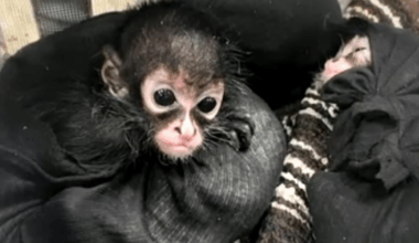 Poachers are killing families of spider monkeys, kidnapping their babies and selling them to Americans on social media