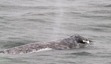 ‘Unusual timing’: Beloved grey whale is back feeding in B.C. instead of Mexico this winter