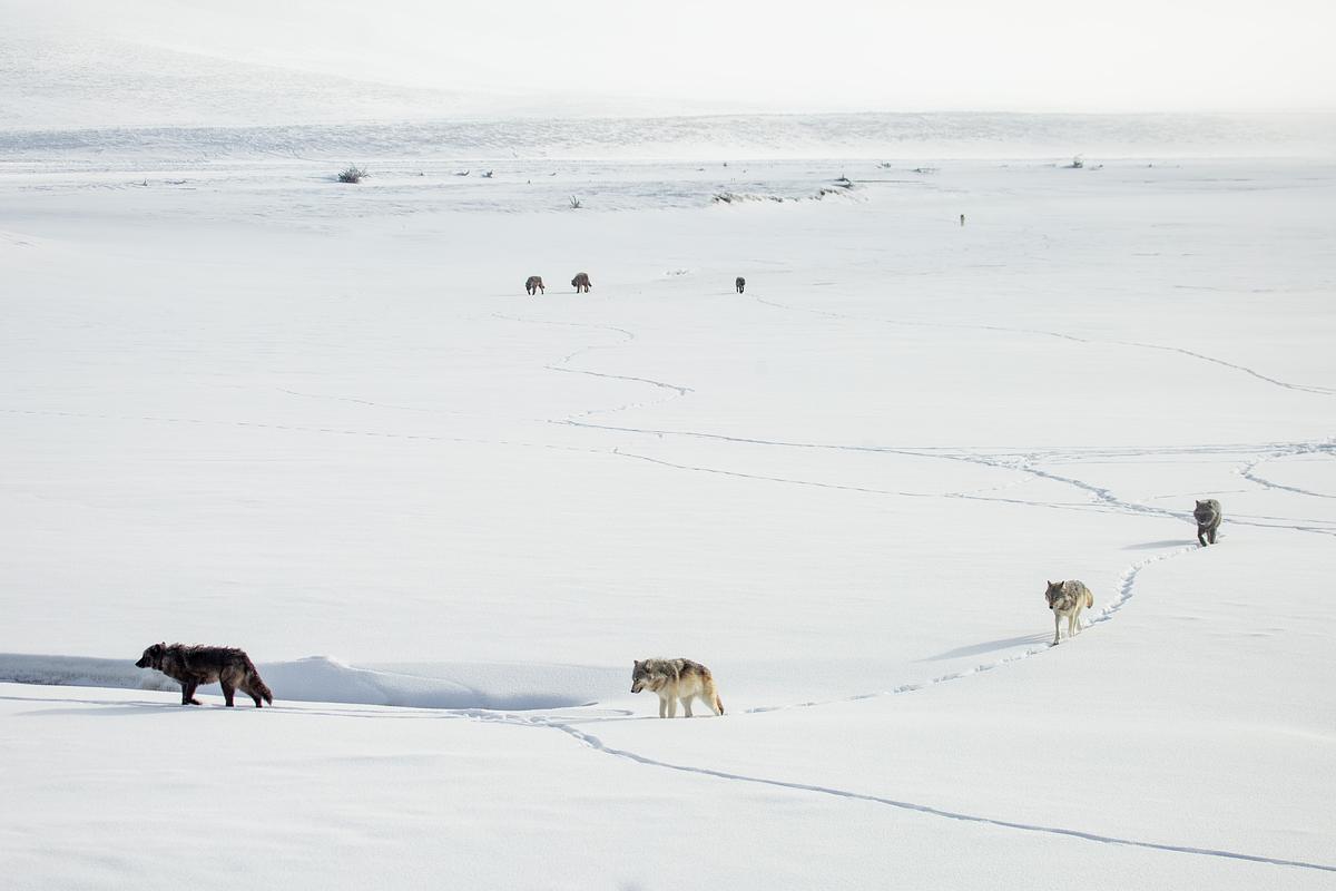 What Happens When Wolves Leave Yellowstone