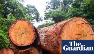 Africa’s forests transformed from carbon sink to carbon source, study finds | Climate crisis