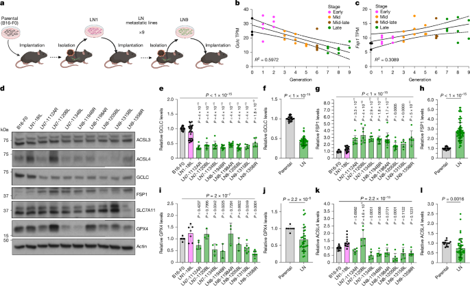 Lymph node environment drives FSP1 targetability in metastasizing melanoma