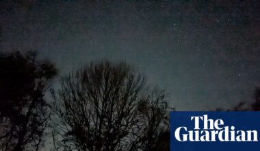 Country diary: My Black Friday? A night-time skulk in the woods | Environment