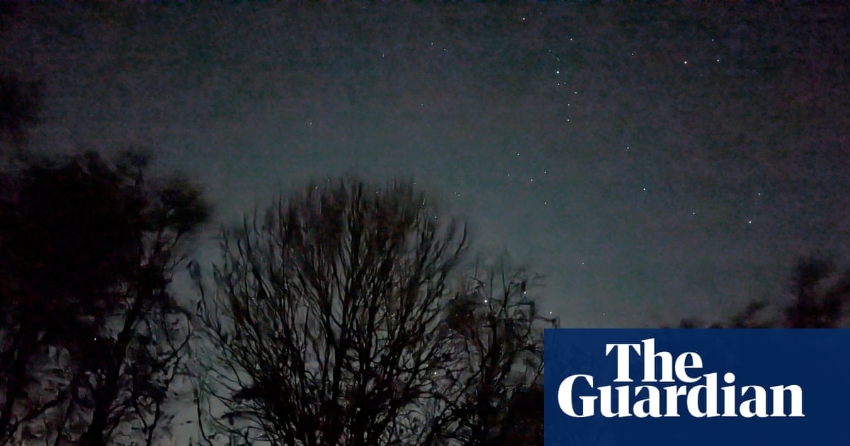 Country diary: My Black Friday? A night-time skulk in the woods | Environment