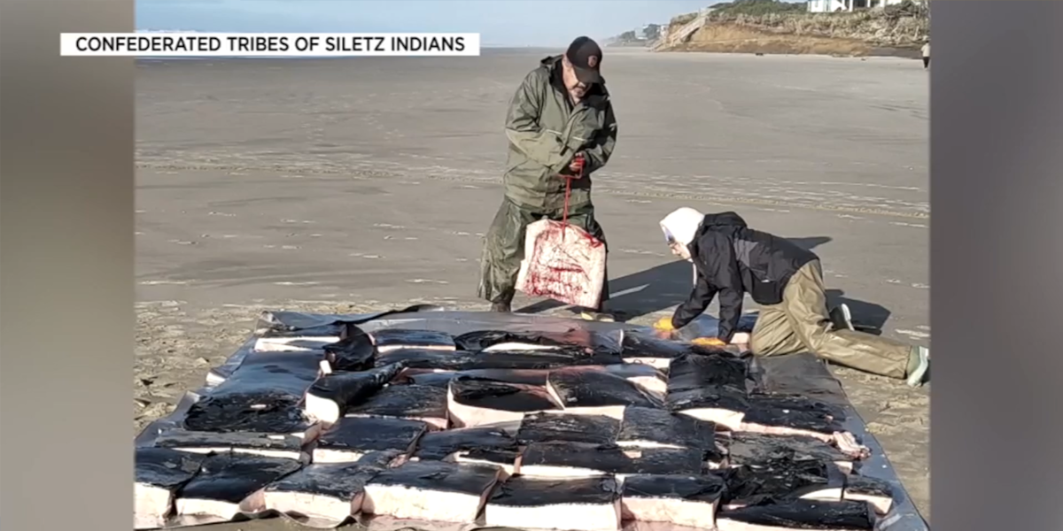 Siletz tribe harvests beached humpback whale at Oregon coast in rare cultural practice