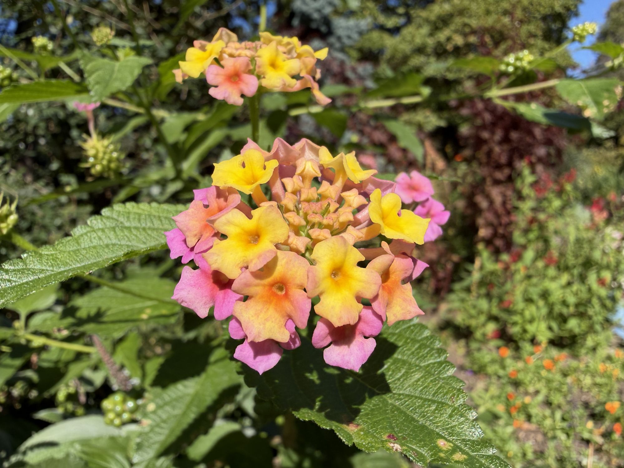 Apple iPhone 17 Pro Max macro sample.