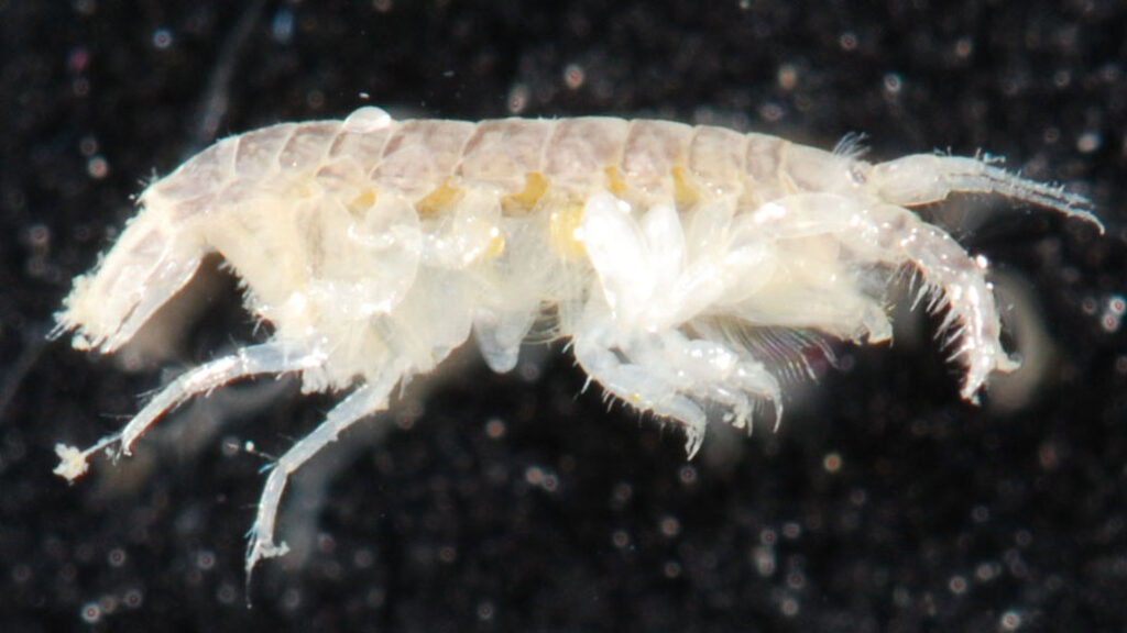 The invasive species known as Apocorophium lacustre. Credit: Robert Aguilar/Smithsonian Environmental Research Center