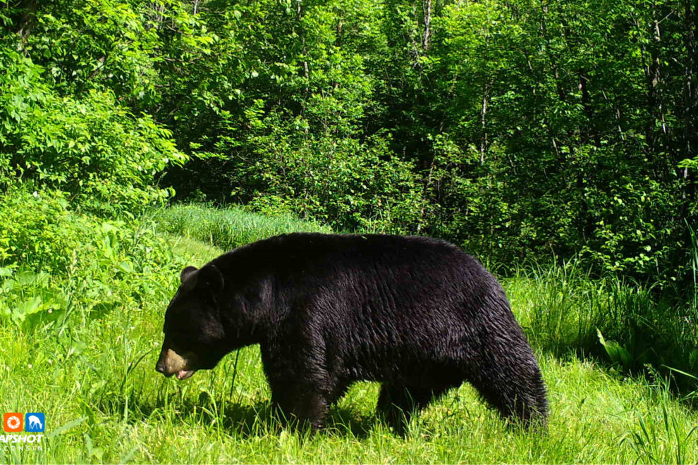Black Bear Washes Ashore in Egg Harbor