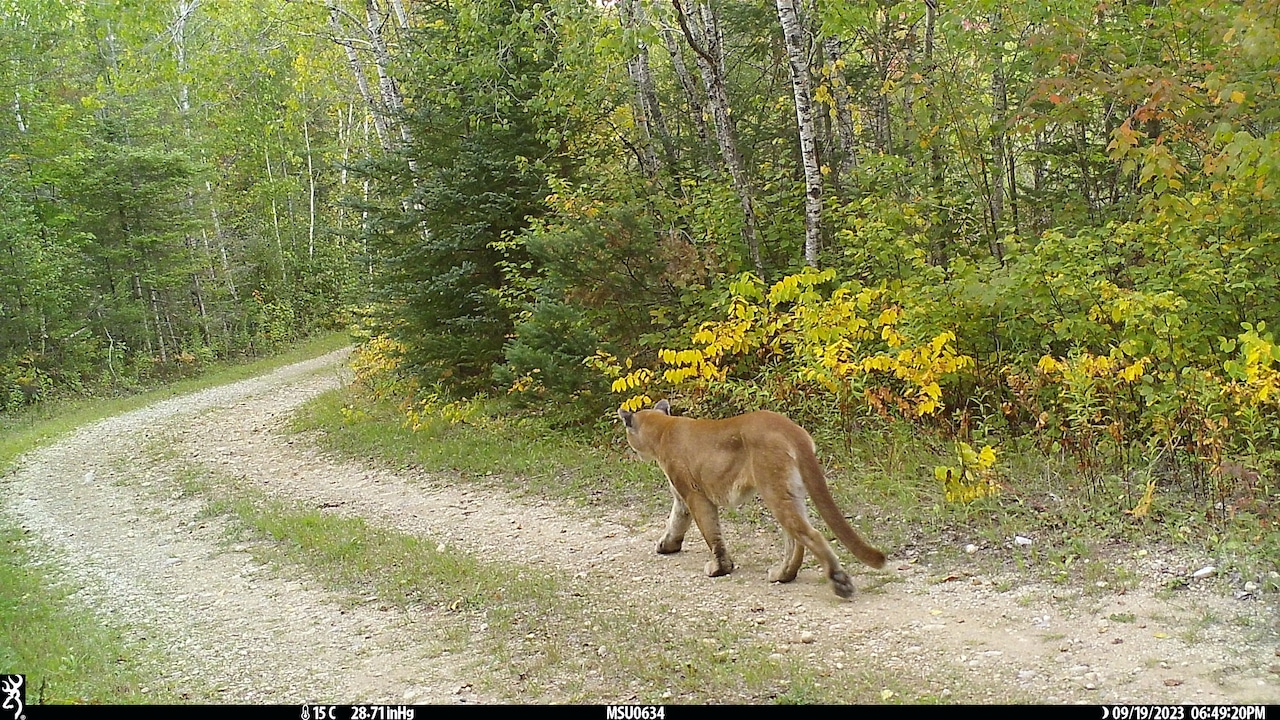 File photo of cougar September 2023 Dickinson County