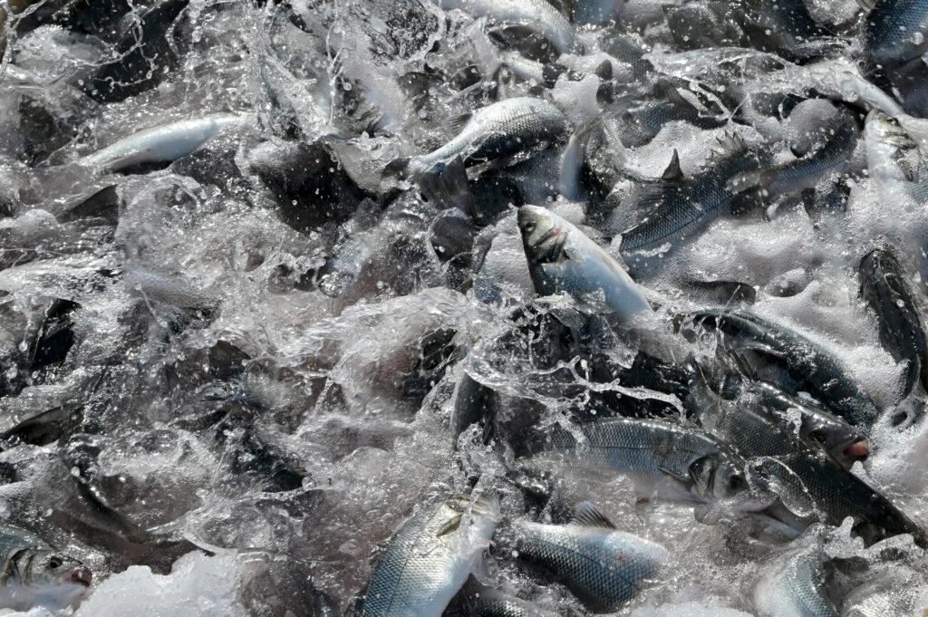 Sea bream are removed from pens at a fish farm on Greece’s Saronic Gulf. Credit: Milos Bicanski/Getty Images
