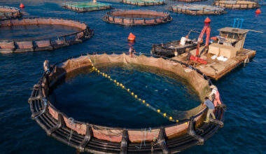 An aerial view of fish pens at a fish farm in the Saronic Gulf of Greece. Credit: Milos Bicanski/Getty Images