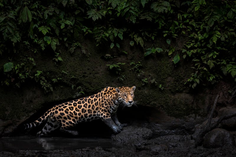 A jaguar with a golden coat and black rosettes cautiously walks through muddy water in front of a dense, dark green forest backdrop.