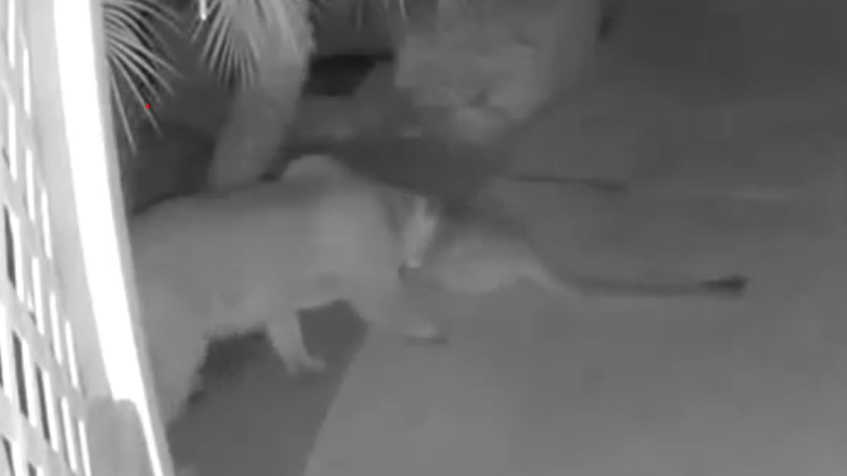 Mountain lions in Oceanside star in episode of Big-Cat Bachelorette – NBC 7 San Diego