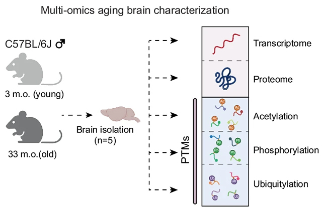 Mouse analysis chart
