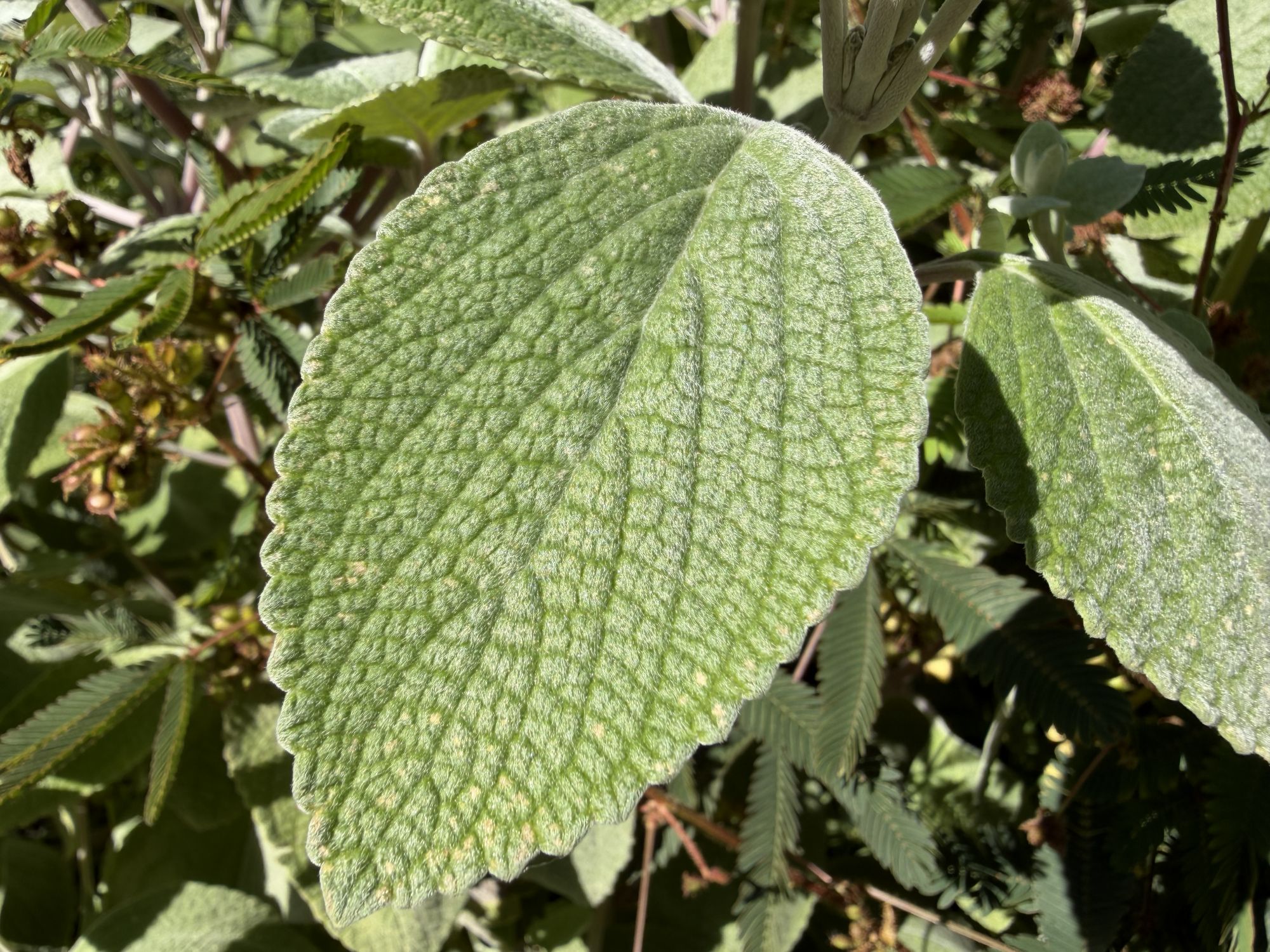 Apple iPhone 17 Pro Max macro sample.