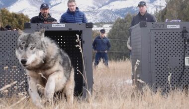 Colorado Finally Got Its Wolves Back. Why Are So Many Dying? – Mother Jones