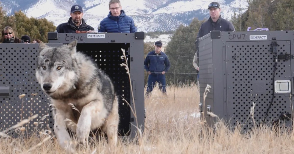 Colorado Finally Got Its Wolves Back. Why Are So Many Dying? – Mother Jones