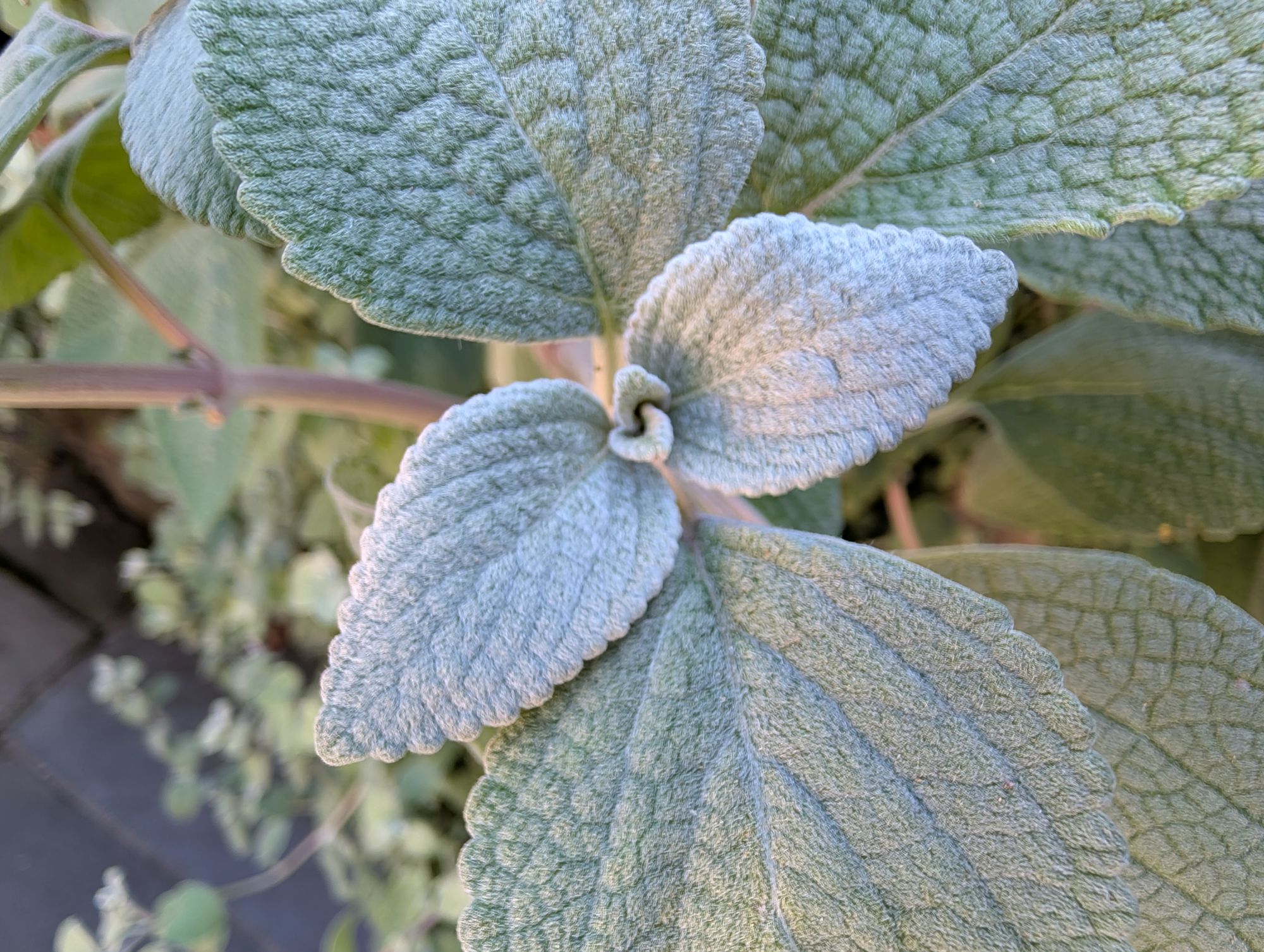 Google Pixel 10 Pro XL macro sample.