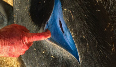 Wild Pigs Turned 'Neon Blue' in California, Triggering Warnings : ScienceAlert