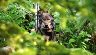 Wolves track beaver activity on Isle Royale, new study finds
