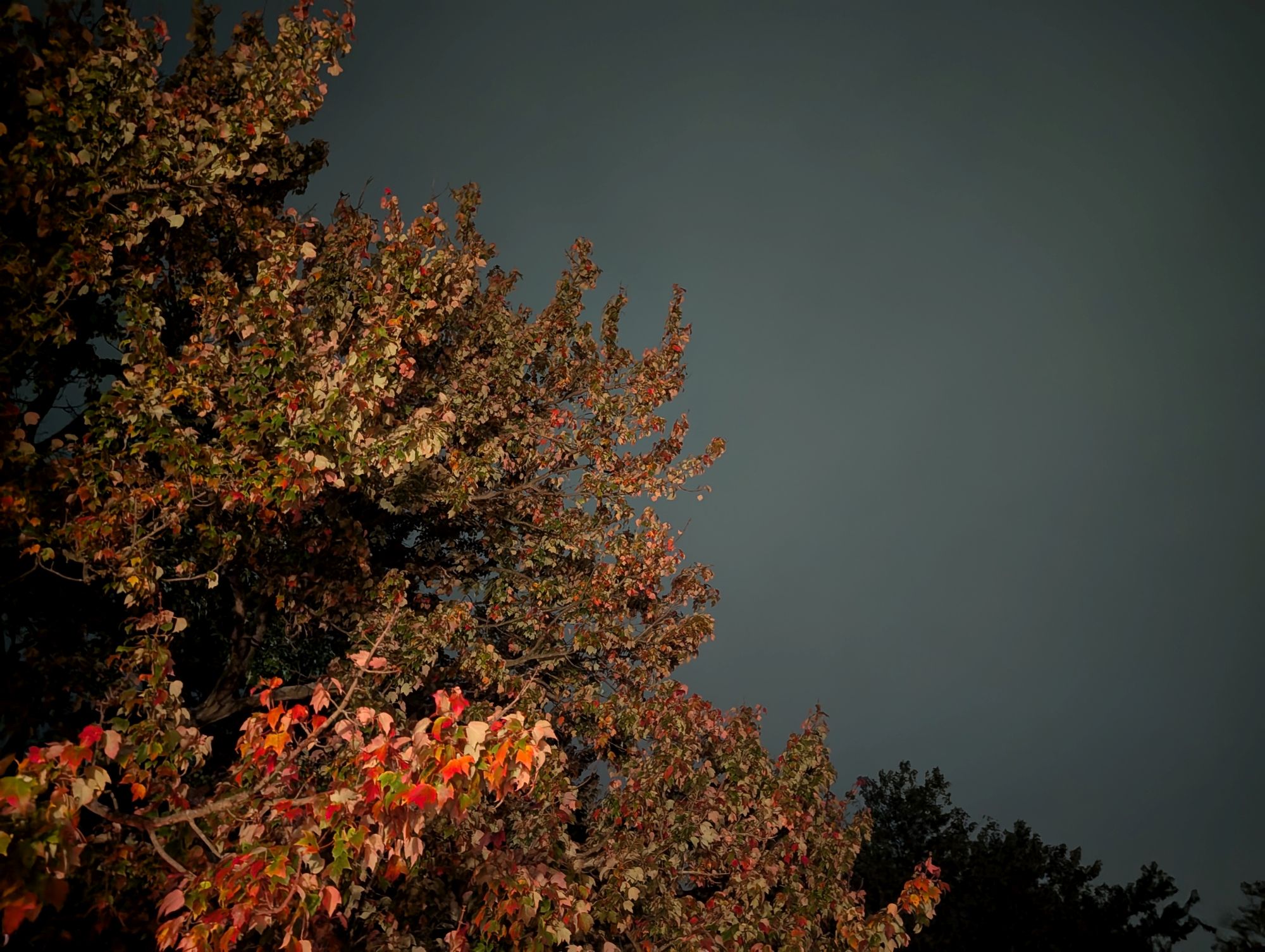 Google Pixel 10 Pro XL low light sample.