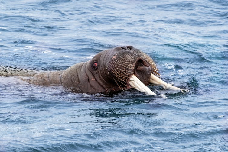 Walrus with head just lifting above water.