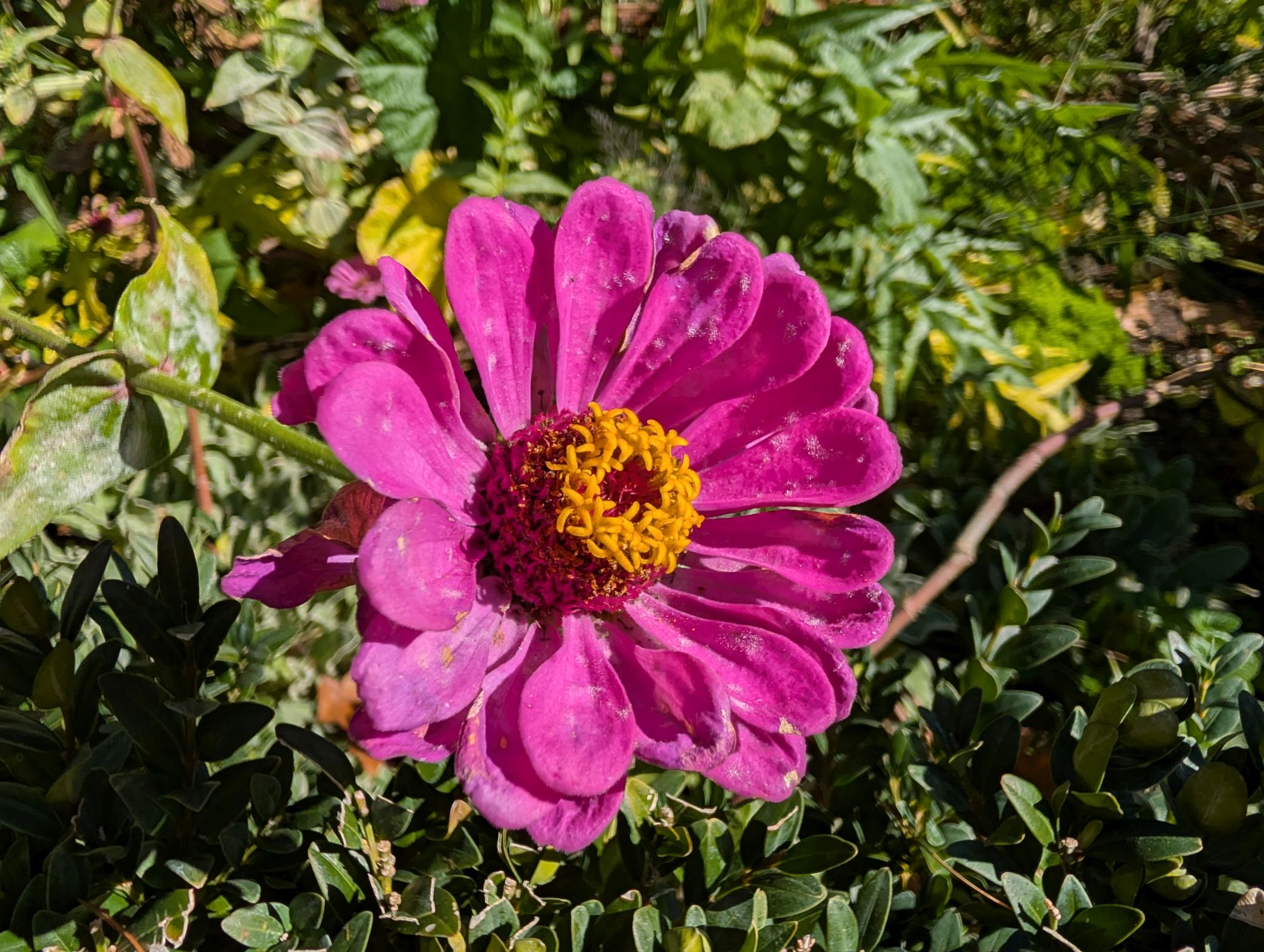 Google Pixel 10 Pro XL macro sample.