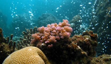 What volcanic bubbles show us about coral reef futures