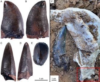 (L) Different sections of the mosasaur tooth, and (R) the tooth photographed in situ next to a t. rex tooth