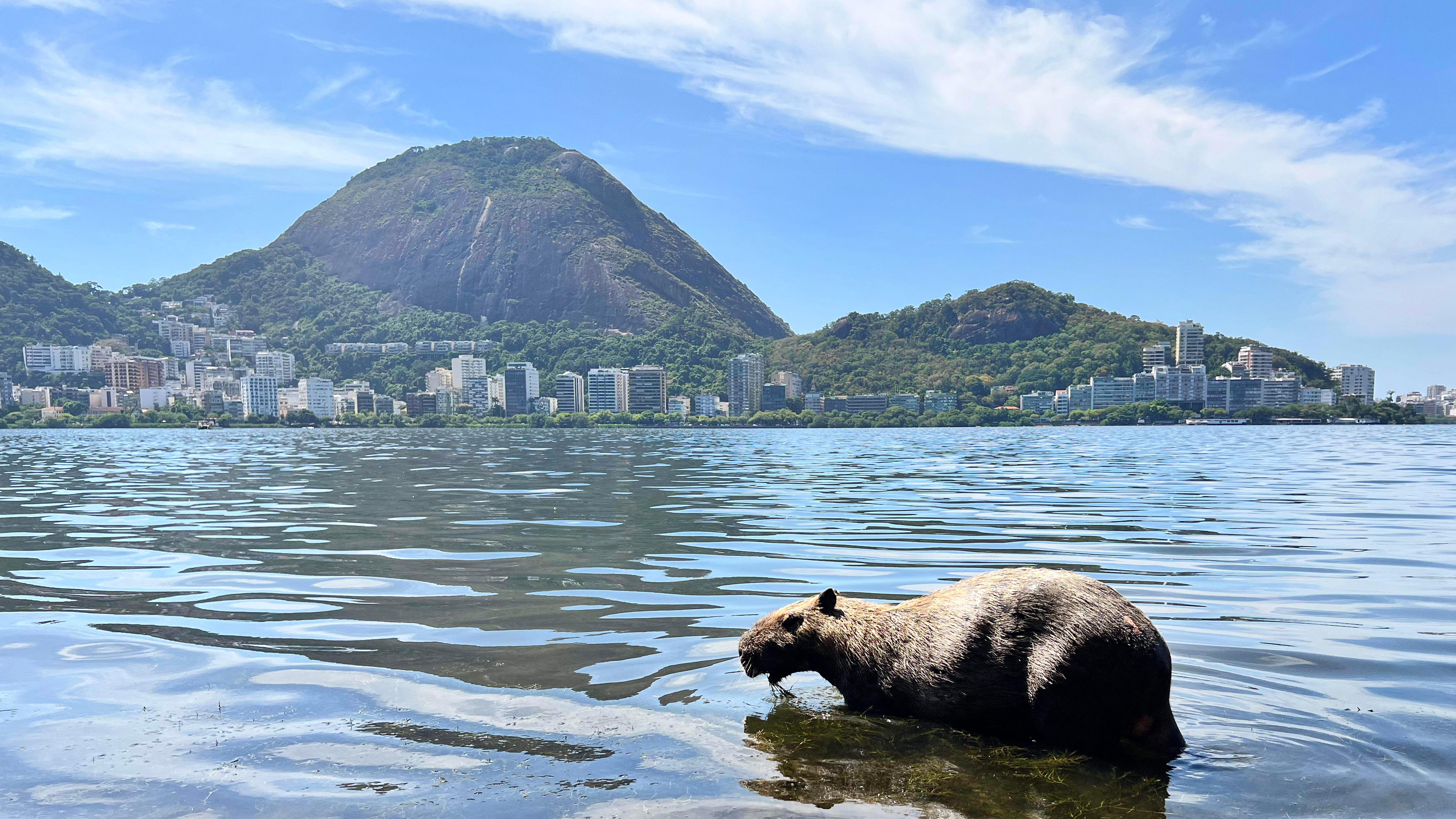 A capybara munches on seaweed while wading in the Rodrigo de Freitas Lagoon, with mountains and buildings in the background.