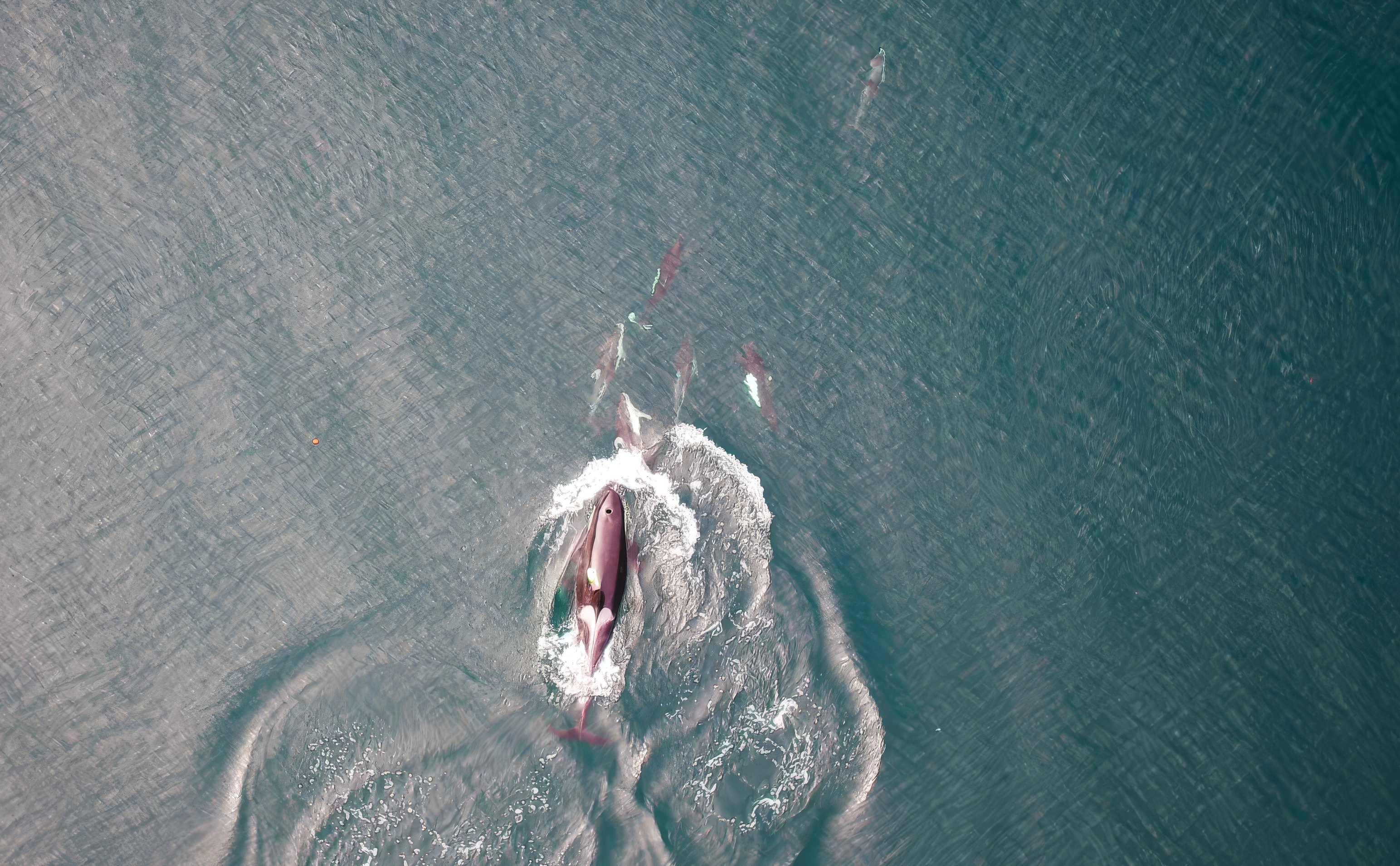 An aerial photo showing a killer whale, dolphins, and dall's porpoise interacting at the surface of the ocean between foraging dives.