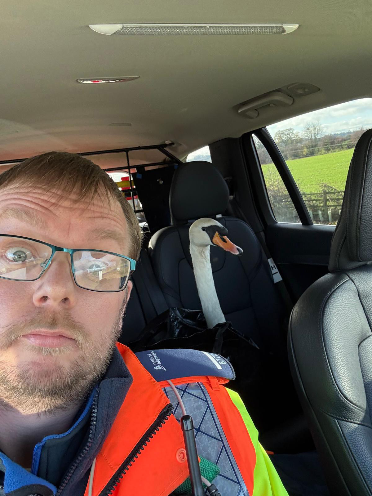 Man in glasses and an orange vest takes a selfie with a swan sitting in the passenger seat of a car.