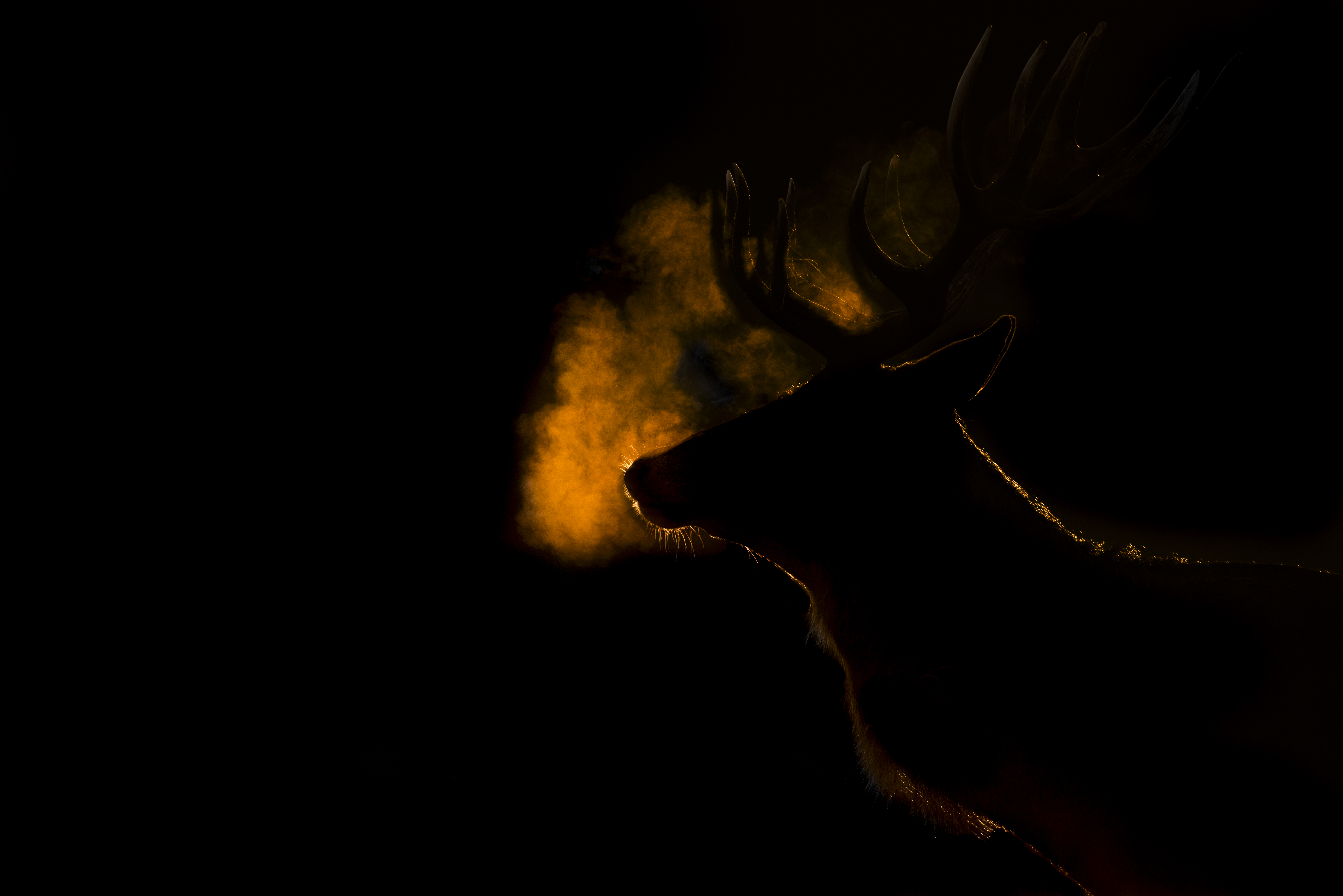 Silhouette of a stag exhaling breath illuminated by golden light against a black background.