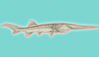 Scottish Wildcat (Captive)