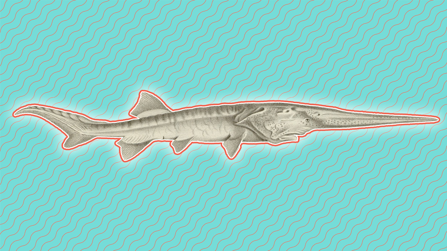 Scottish Wildcat (Captive)