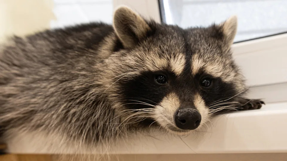 Alissa Fuhrmann &sol; Shutterstock&period;com