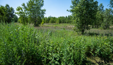 Quantum Developers' Environmental Cleanup Plans For Old South Works Steel Site Approved By State