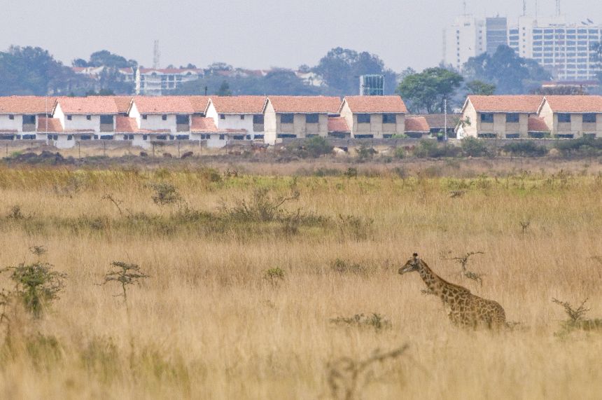 A giraffe in the long grass of Nairobi National Park, a fenced reserve that borders the Kenyan capital.