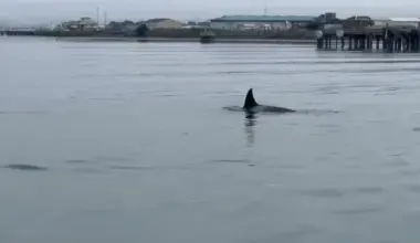(VIDEO) A Pod of Orcas Visited Humboldt Bay This Afternoon | Lost Coast Outpost