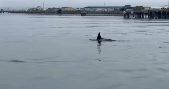 (VIDEO) A Pod of Orcas Visited Humboldt Bay This Afternoon | Lost Coast Outpost