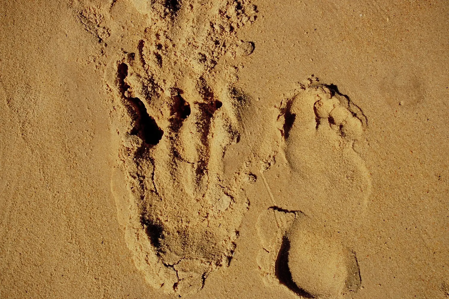 A human foot next to a crocodile foot on the sand.