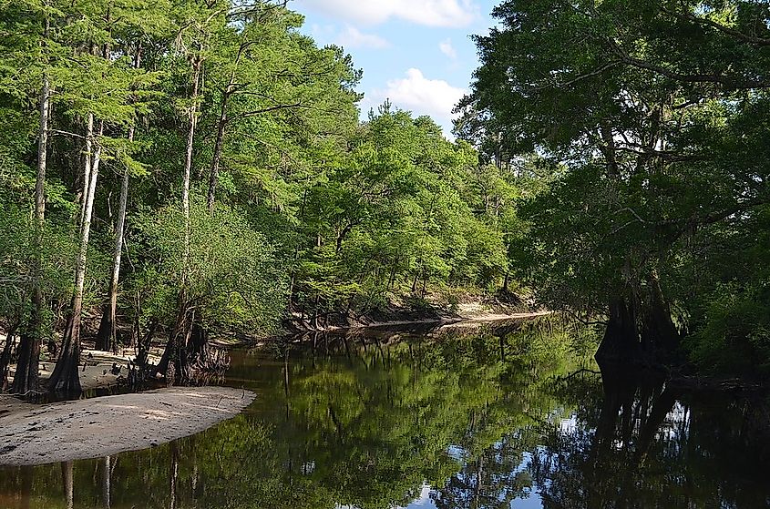 Four Holes Swamp near confluence with the Edisto River. Image credit: mogollon_1, CC BY 2.0, via Wikimedia Commons