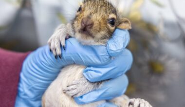 A doctor holds a newborn squirrel
